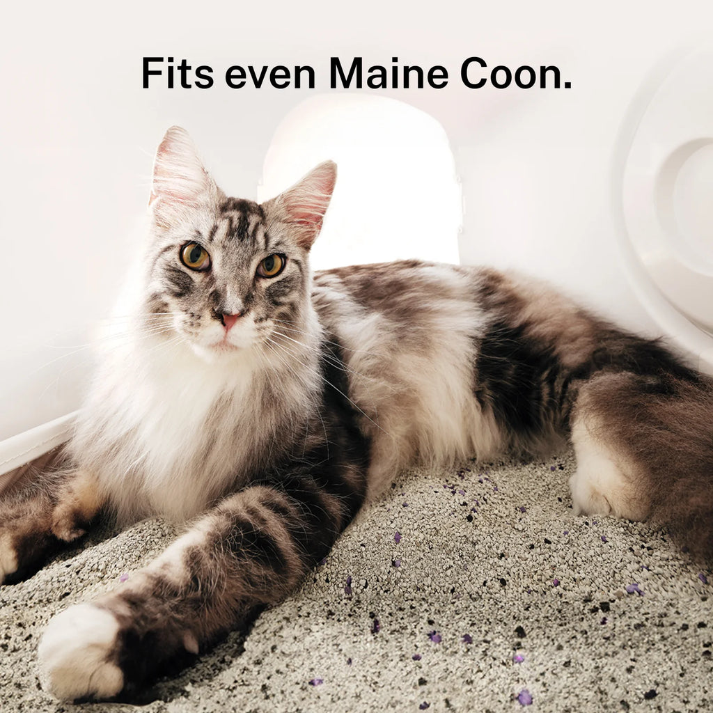 Cat lying on a surface with text 'Fits even Maine Coon.'