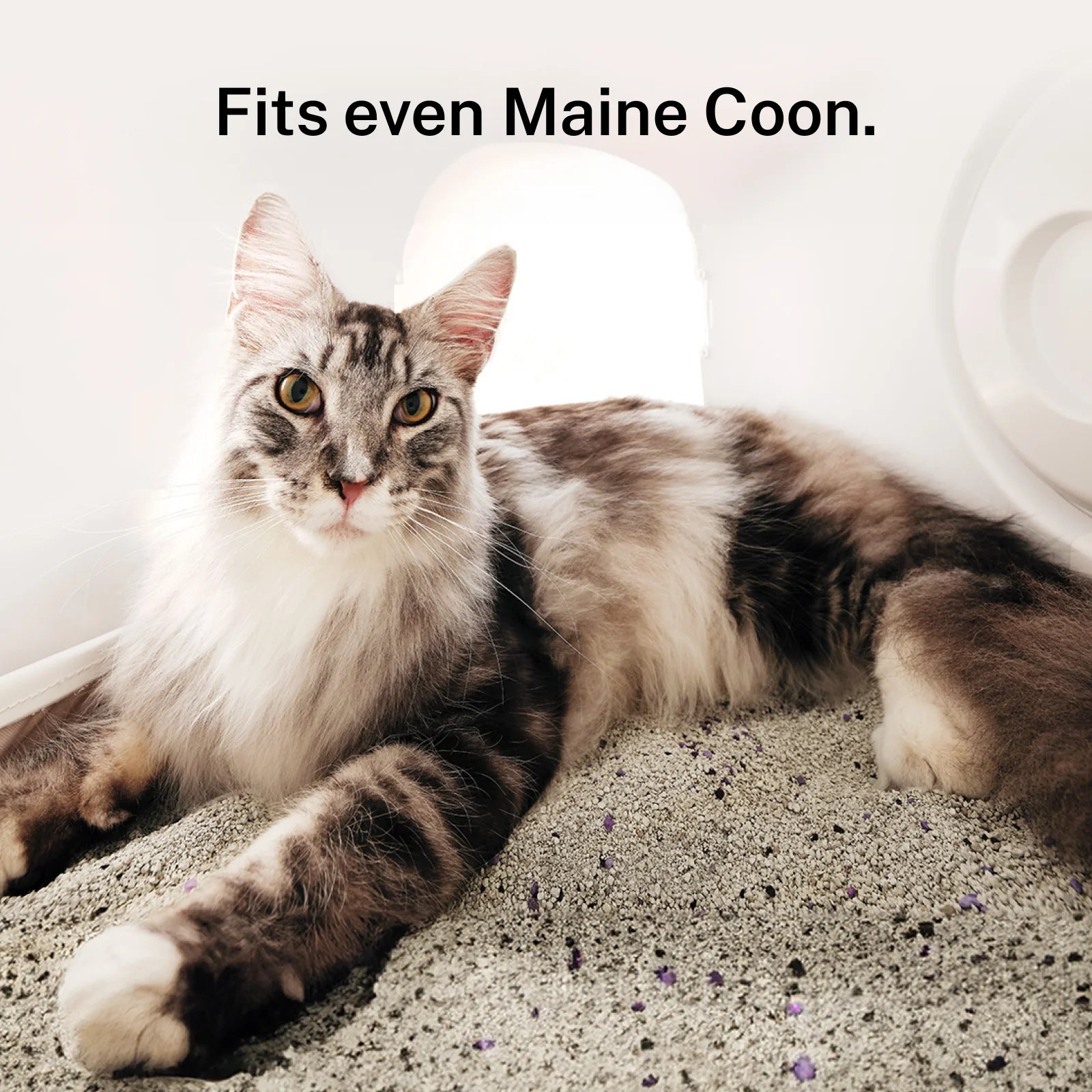 Cat lying on a surface with text 'Fits even Maine Coon.'